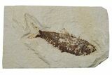 Fossil Fish (Knightia) - Green River Formation #237235-1